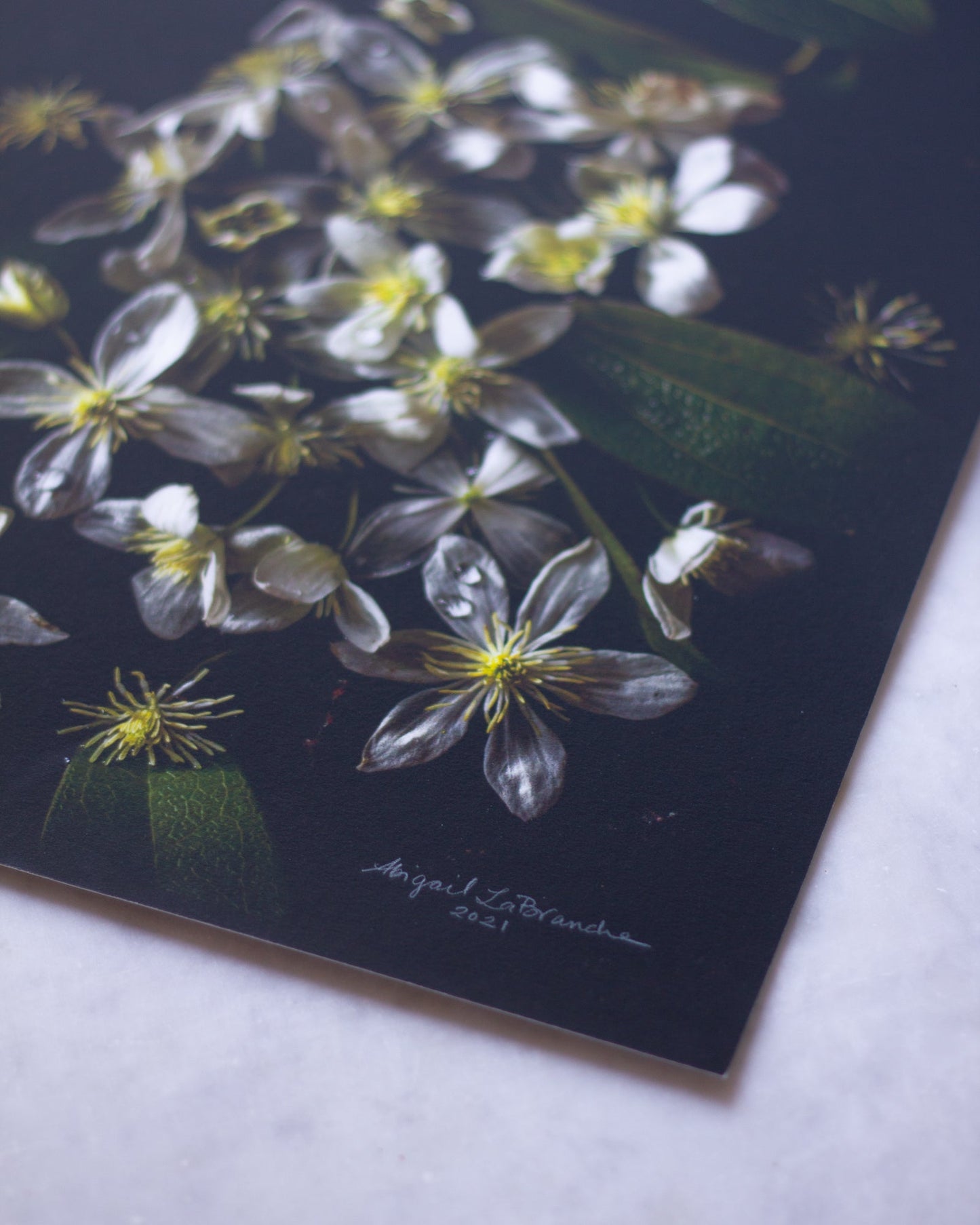 Garden Radicchio & Wild Almond Blossoms Limited Edition Print
