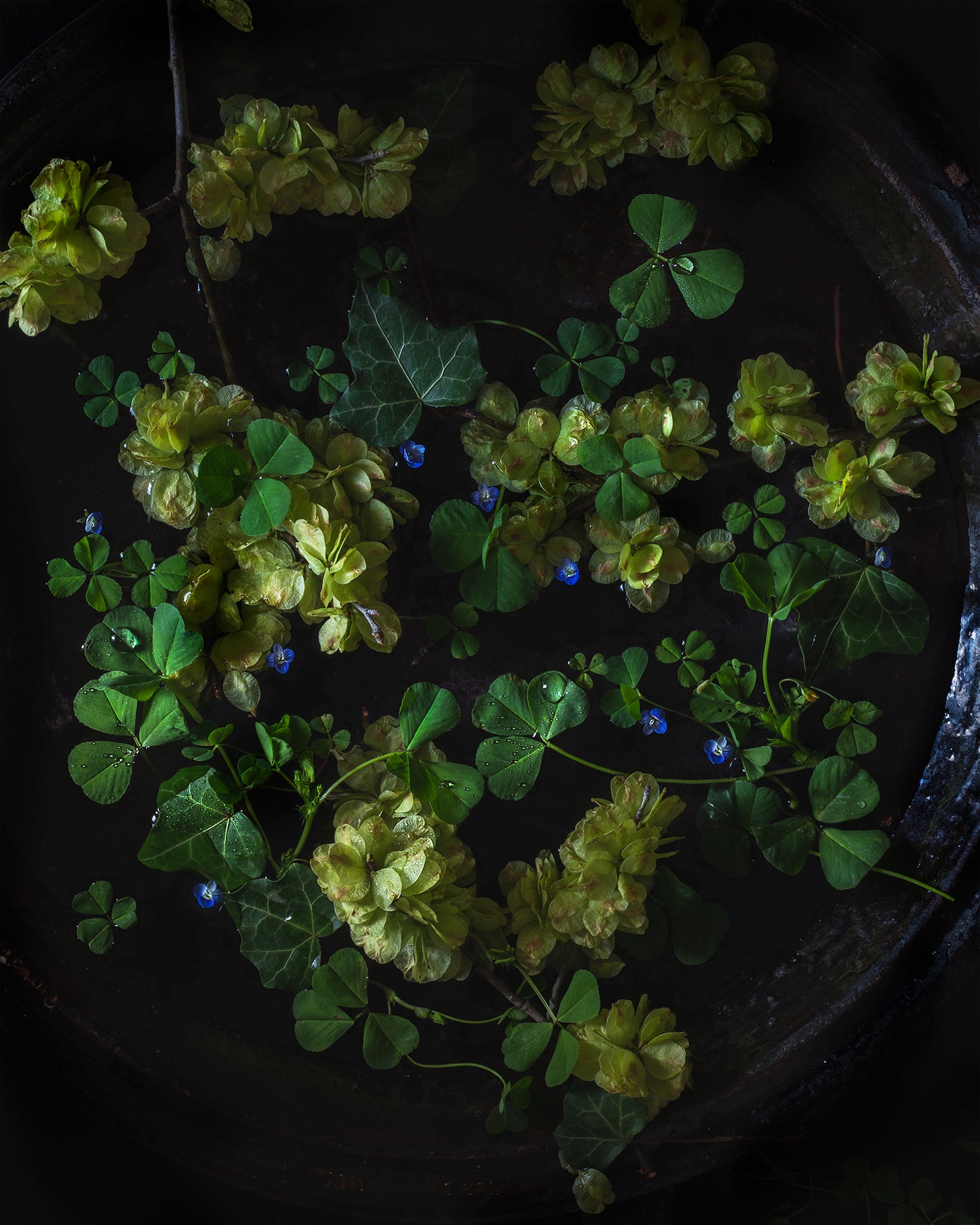 Clover & Elm Flora Constellation Limited Edition Print