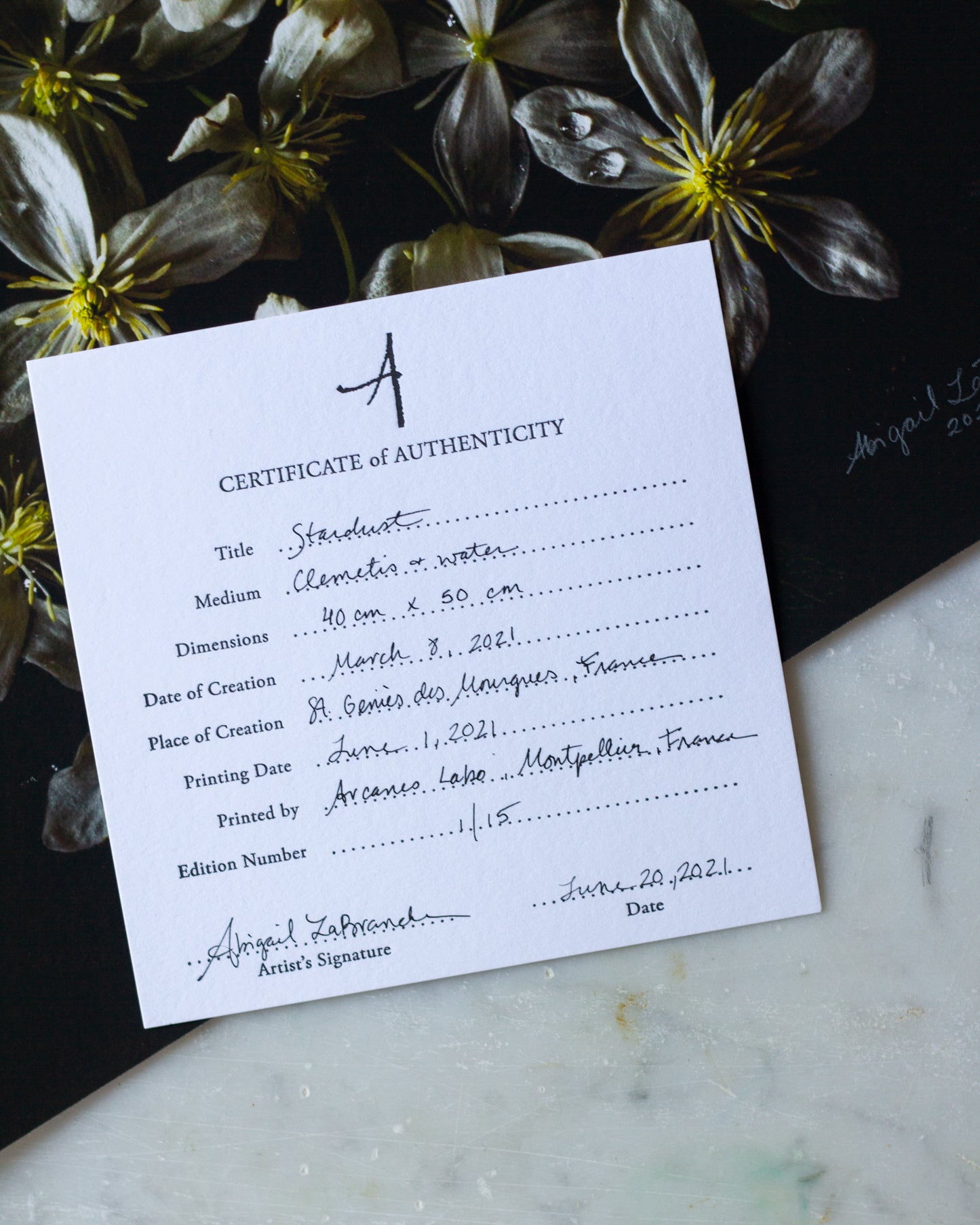 Chrysanthemum Limited Edition Print