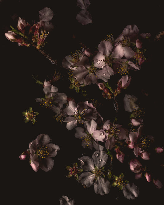 Wild Almond Blossom Limited Edition Print