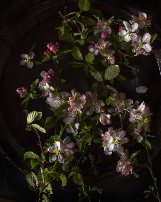 Bramble & Apple Blossom Limited Edition Print