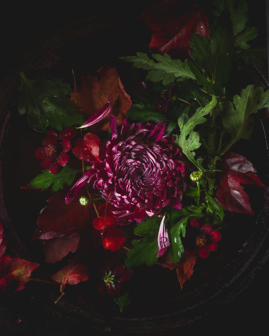 Chrysanthemum Limited Edition Print