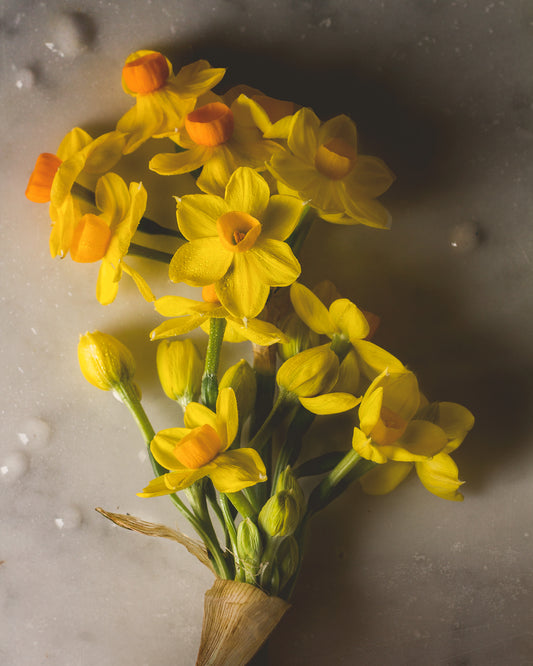 First Spring Narcissus Limited Edition Print
