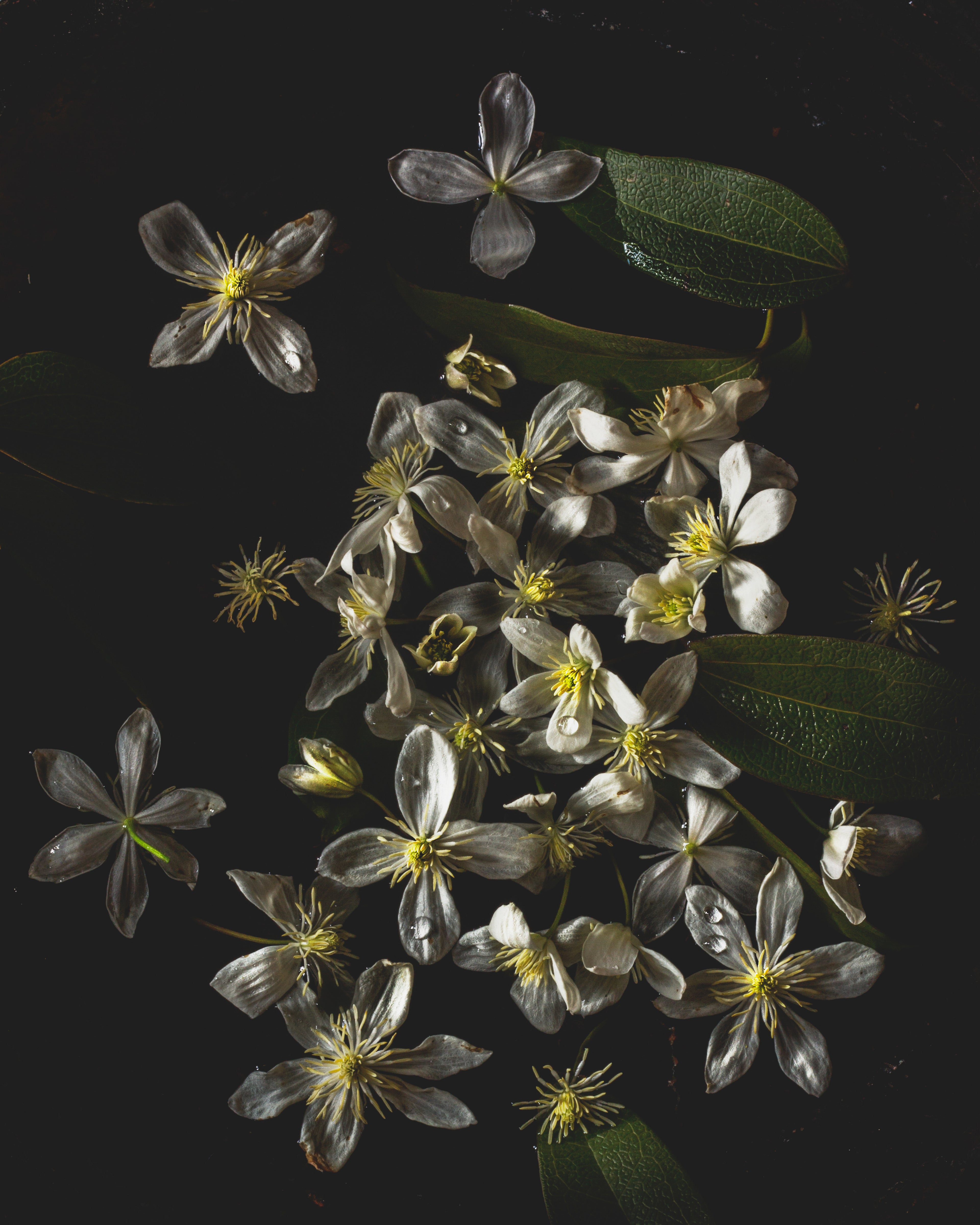 Flora Constellations