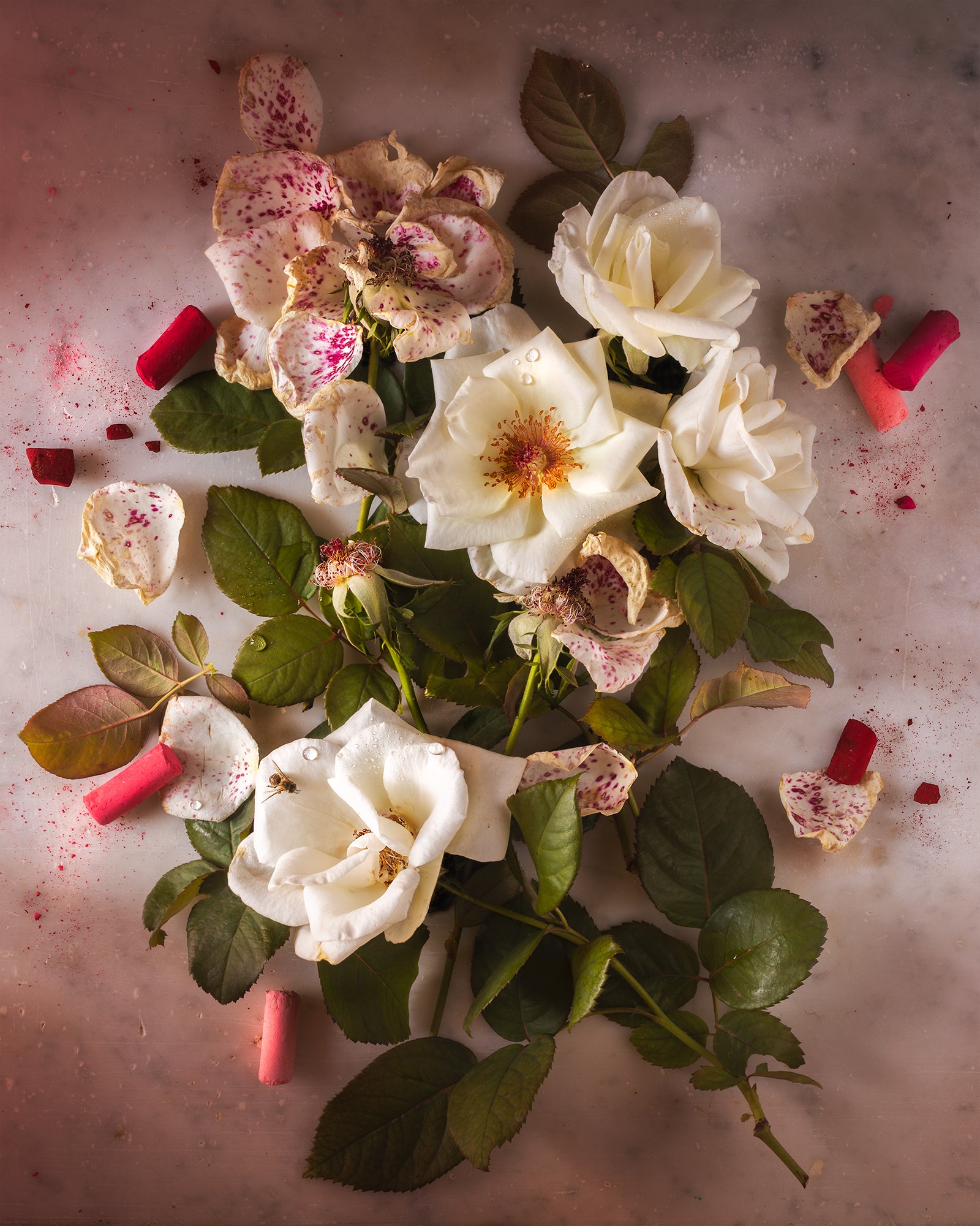 Pastel Stained Roses Limited Edition Print