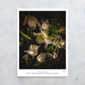 Soft Spring Flora Constellation Poster