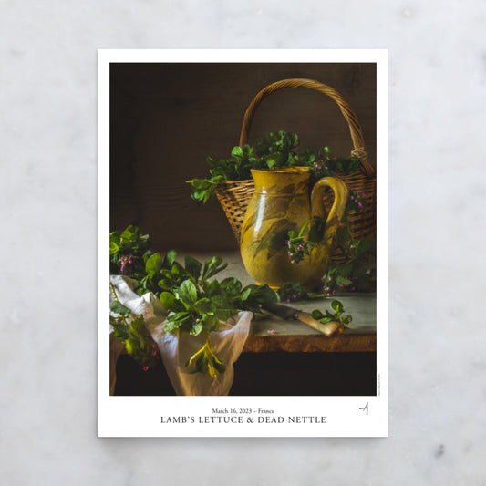 Lamb's Lettuce & Dead Nettle Poster