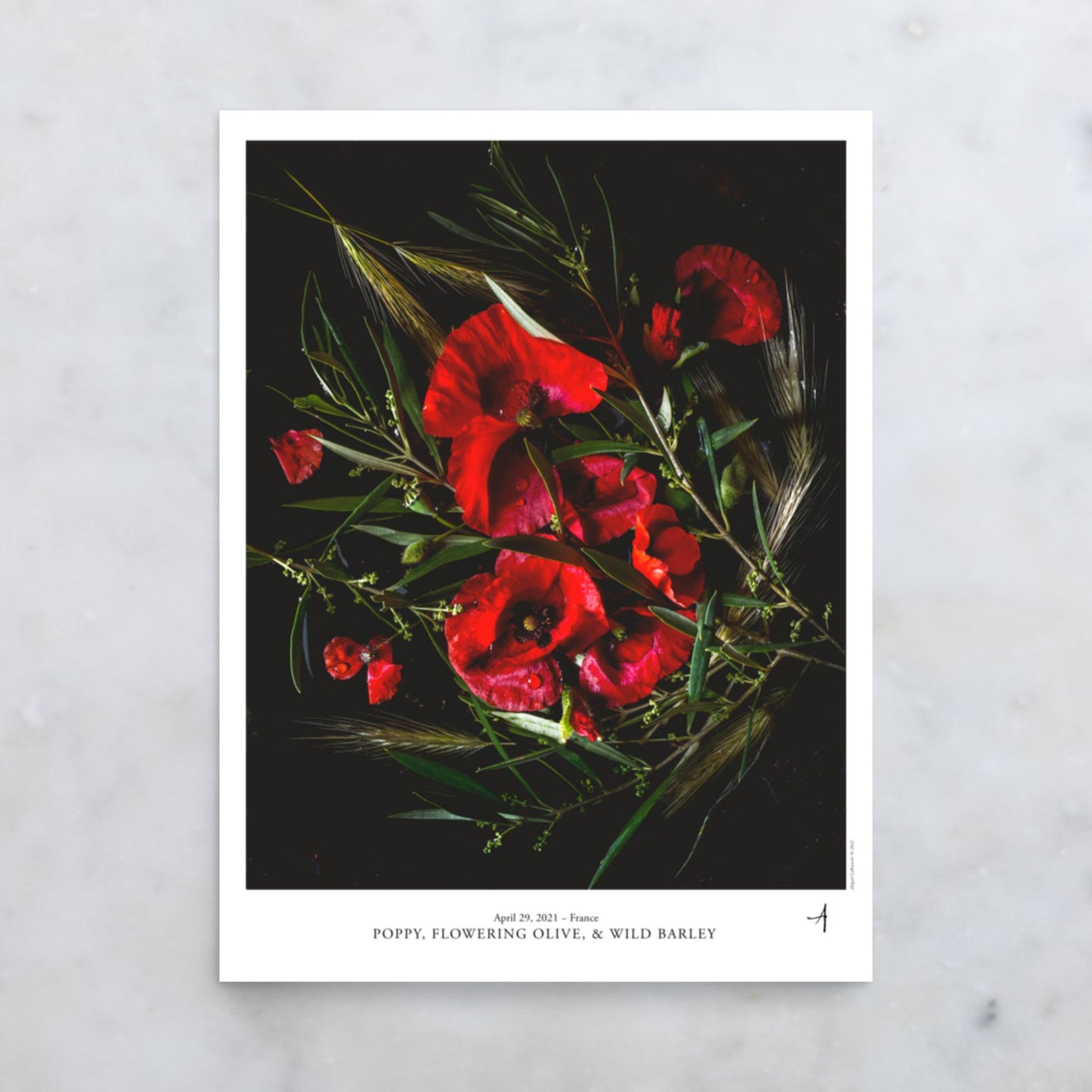 Poppy, Flowering Olive, & Wild Barley Flora Constellation Poster