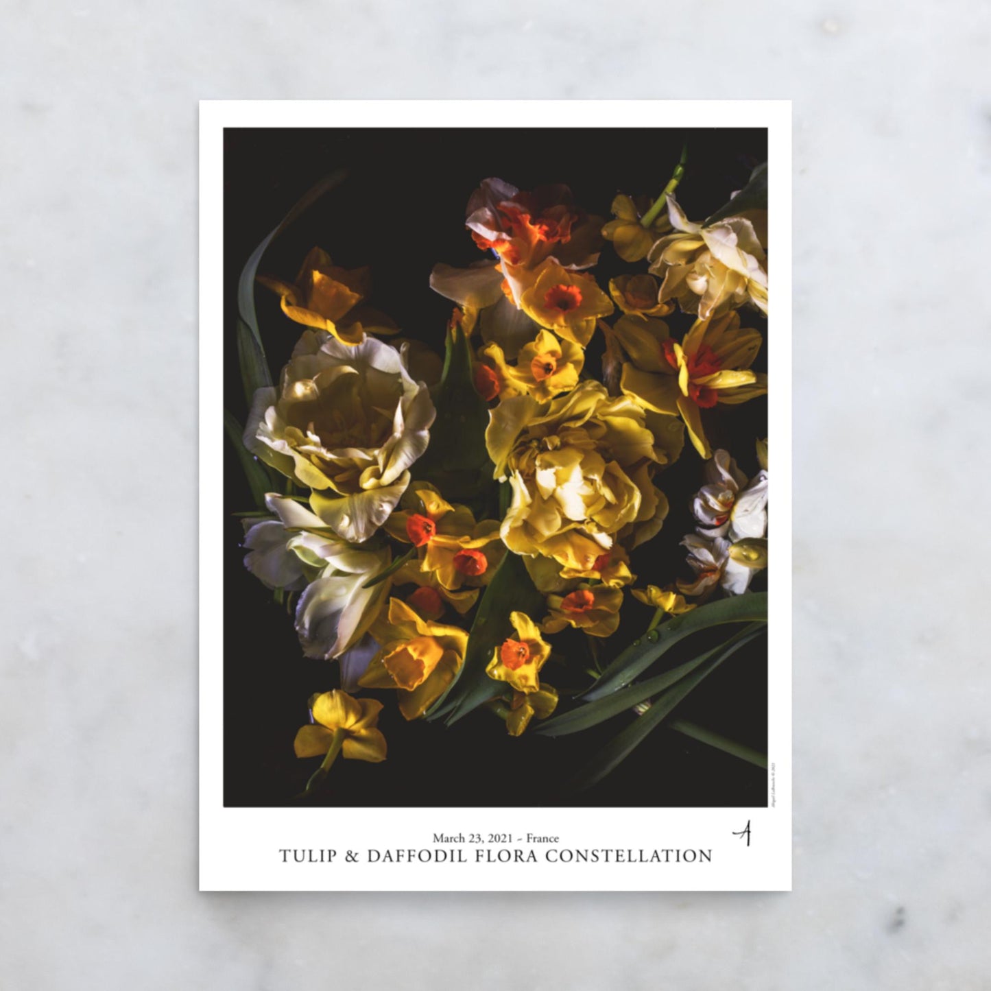 Tulip & Daffodil Flora Constellation Poster