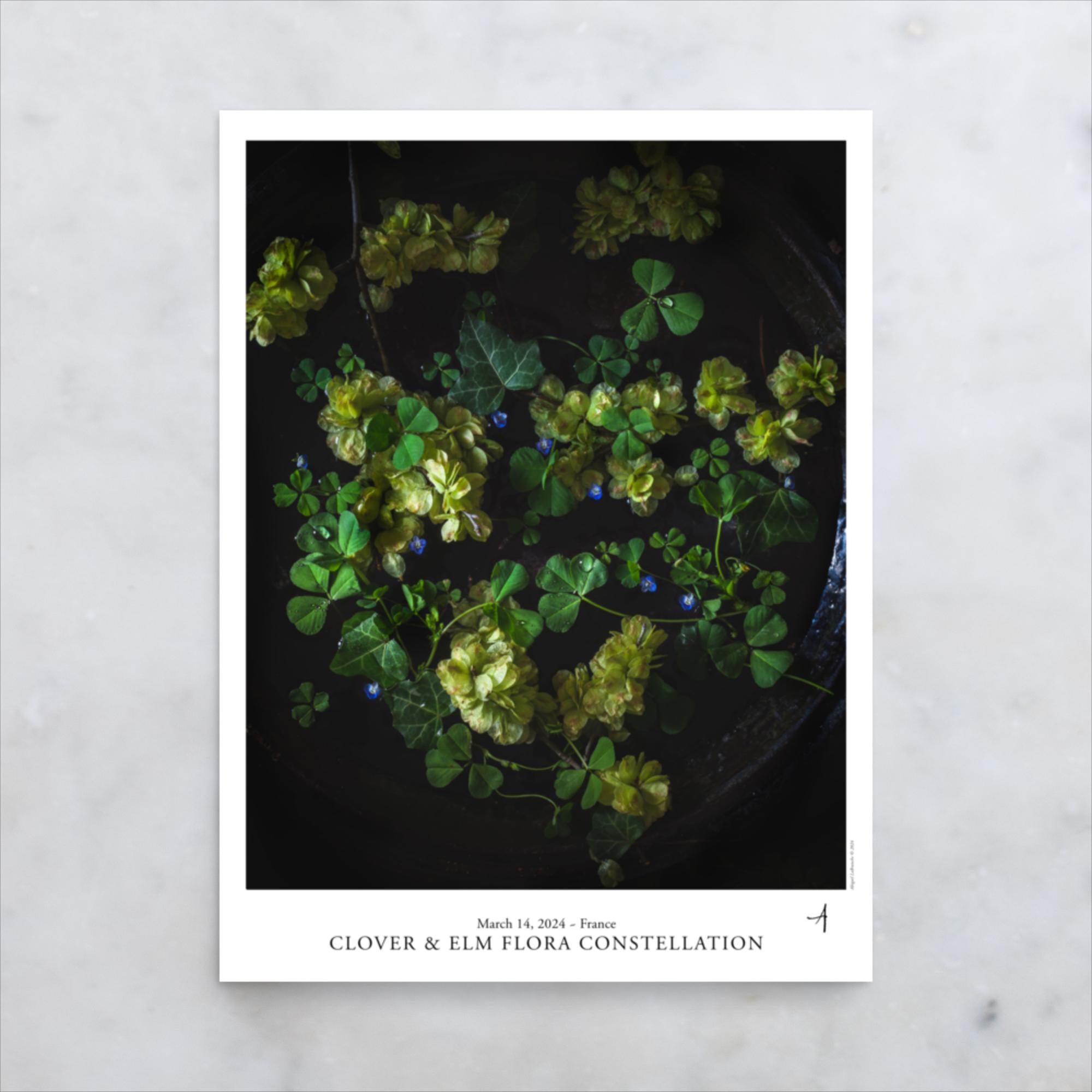 Clover & Elm Flora Constellation Poster