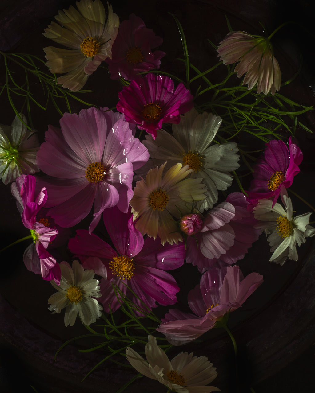 Cosmos Limited Edition Print