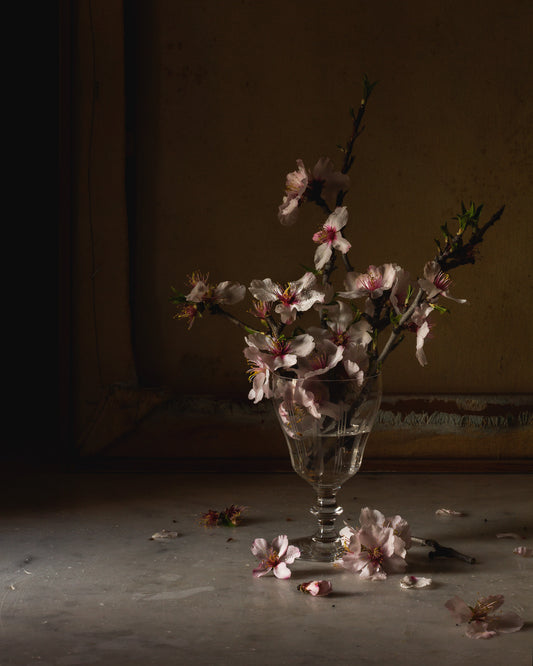 Last of the Wild Almond Blossoms in Spring Limited Edition Print