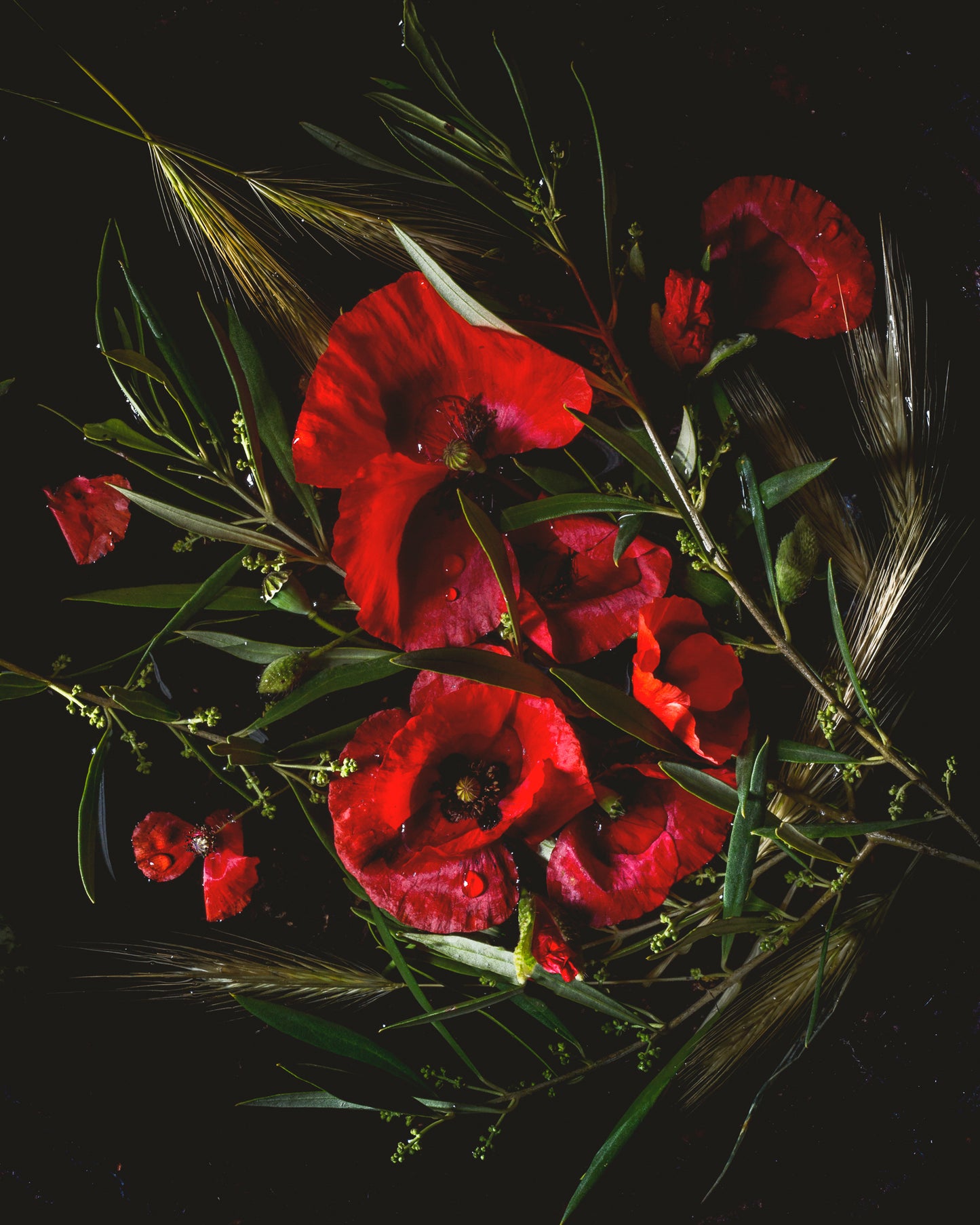 Poppy, Wheat, & Olive Limited Edition Print