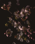 Wild Almond Blossom Limited Edition Print