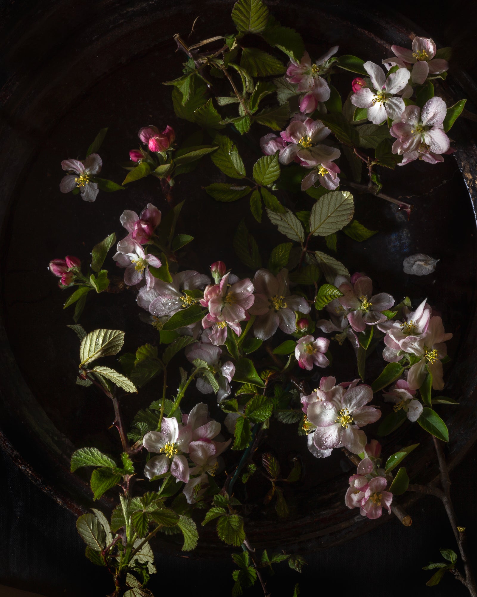 Bramble & Apple Blossom Limited Edition Print