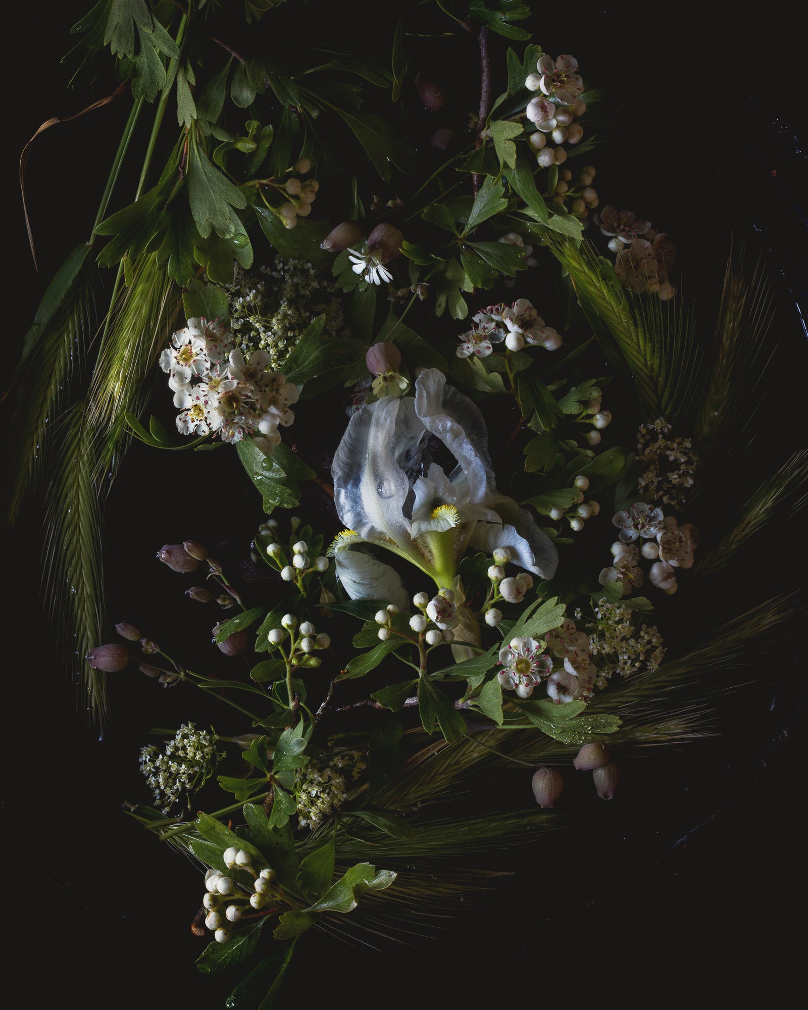 Wild Fair Iris Fairytale Limited Edition Print