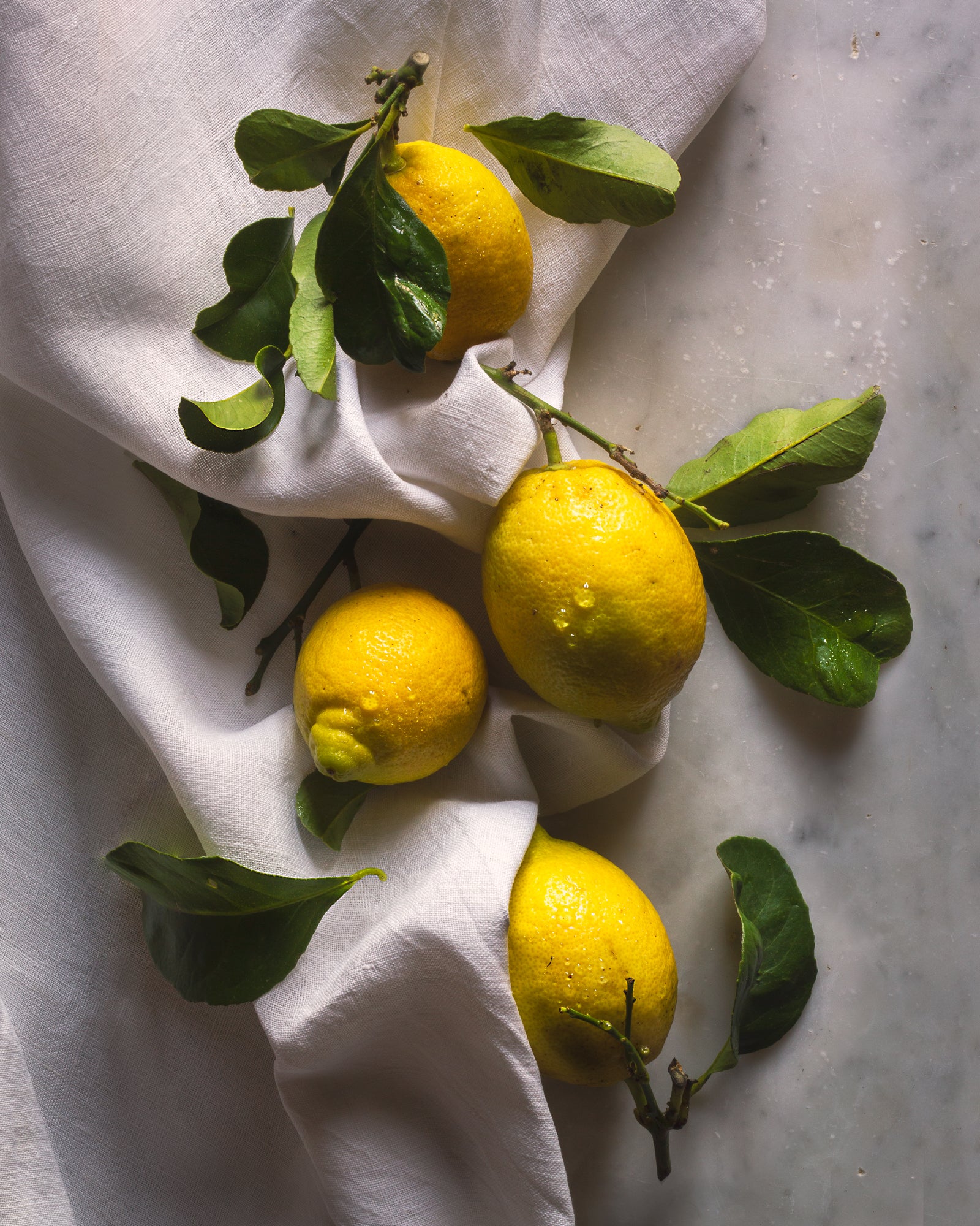 Winter Lemons Limited Edition Print