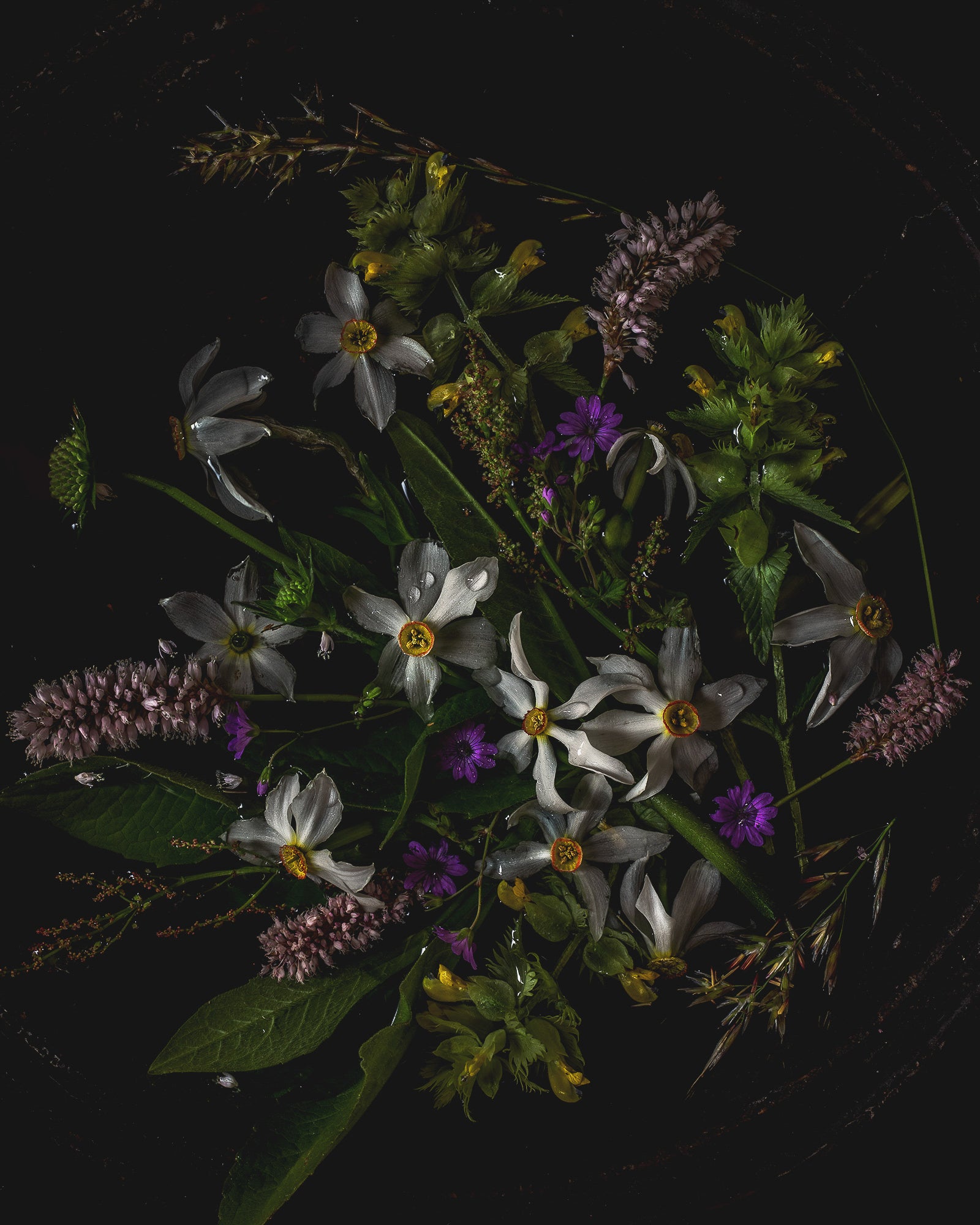 Mountain Spring Flora Limited Edition Print