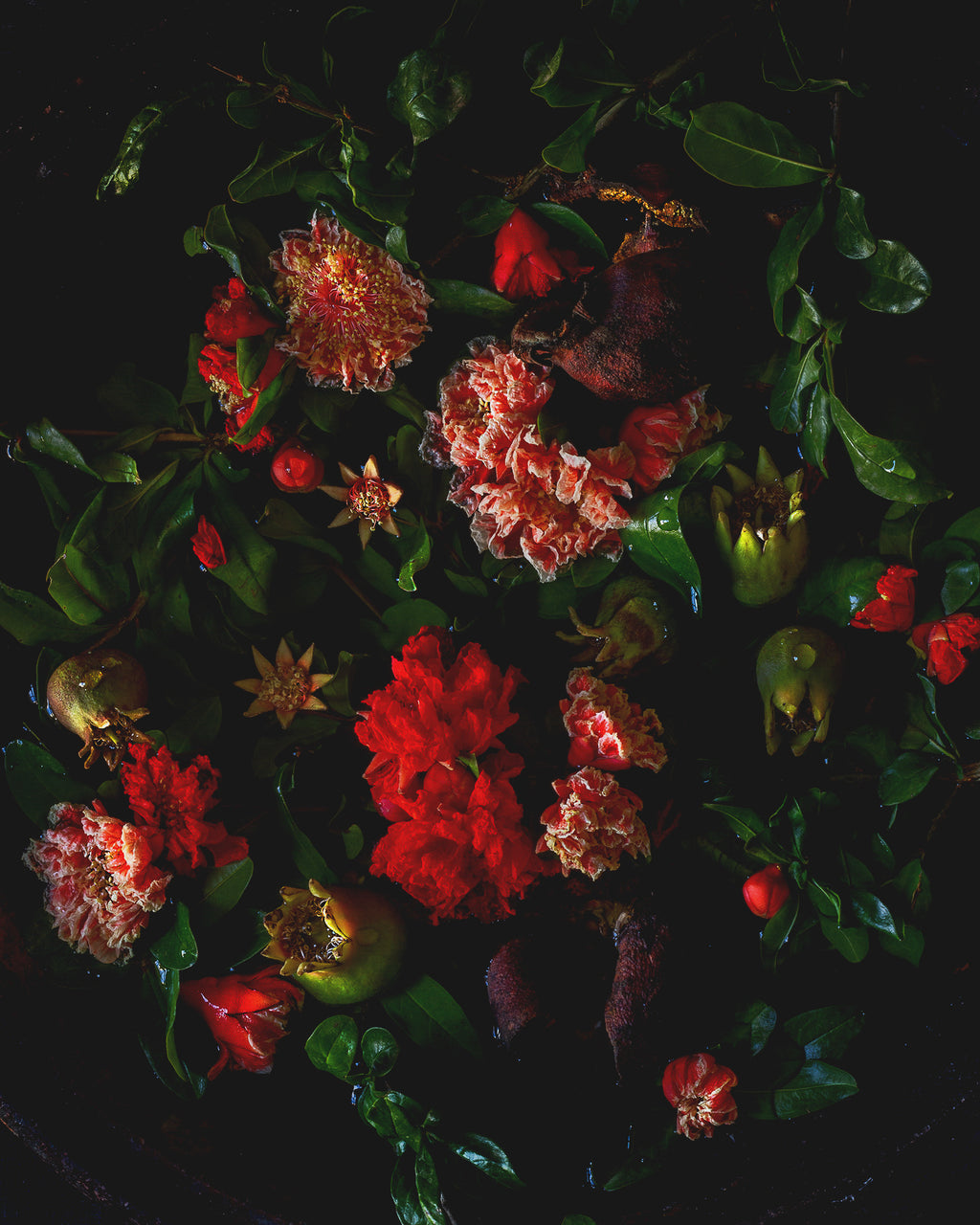 Pomegranate - Fruits of Eden Limited Edition Print