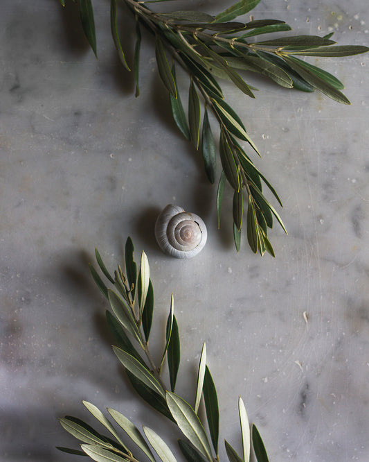 The Shell and The Olive Branches Limited Edition Print