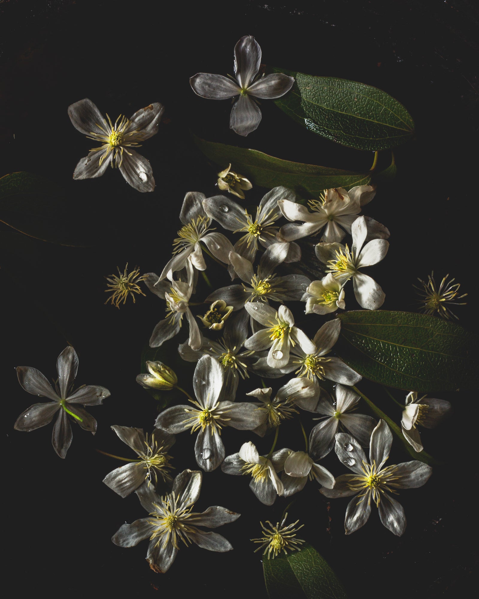 Stardust Limited Edition Print