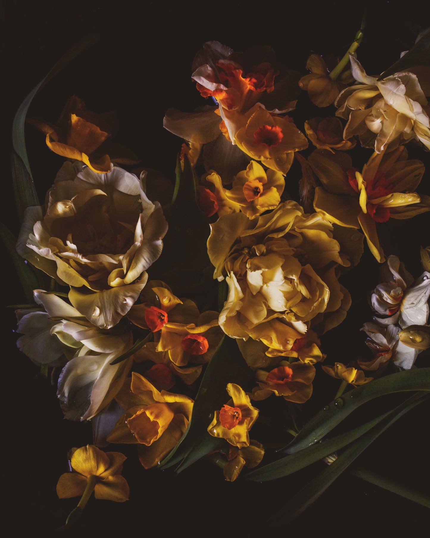 Tulips, Daffodils, and Narcissus Limited Edition Print